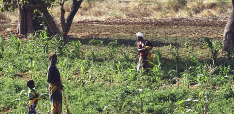 AFRIQUE DE L’OUEST : le Pafao lance un appel à projets d’agriculture familiale